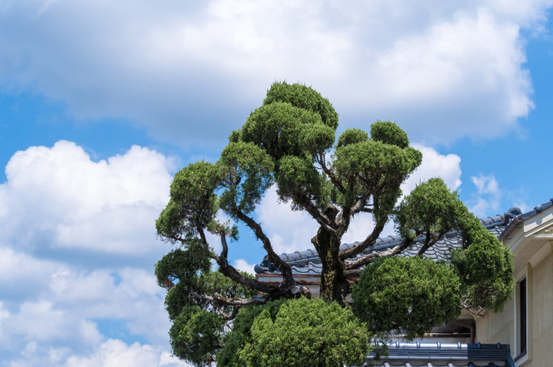 植木・植物は早めに処分するべき理由