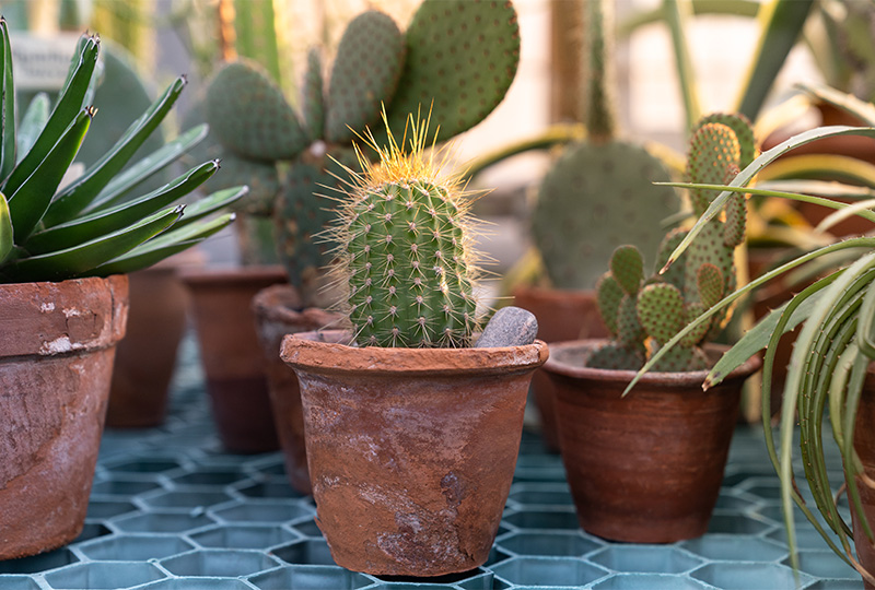 植木鉢を処分するときは、土、植物、植木鉢の3つに分けて処分する必要があり面倒なことを解説