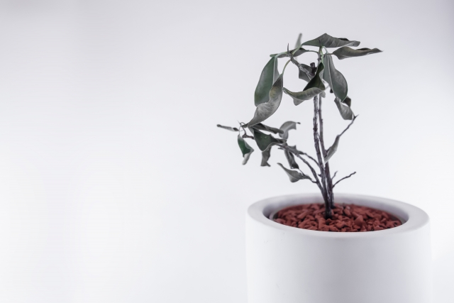 観葉植物を処分する時のチェックポイント