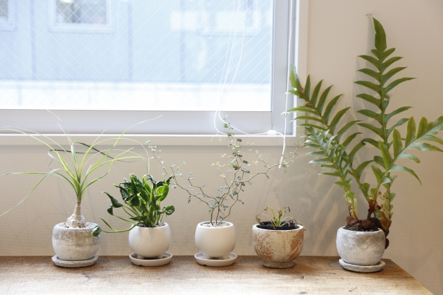 観葉植物を業者依頼で処分するメリット