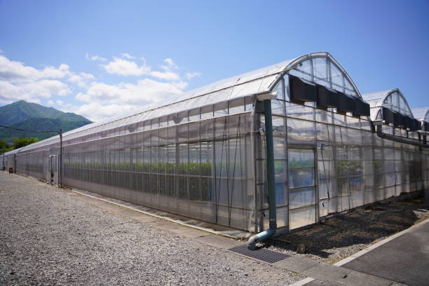 Exterior of greenhouse Sunny day in early summer