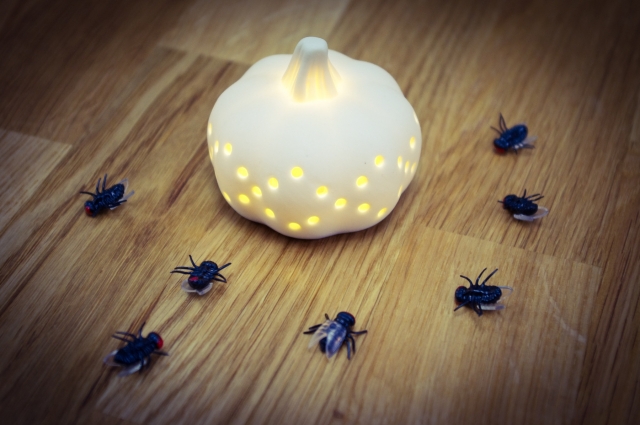 ゴミ屋敷に出る虫